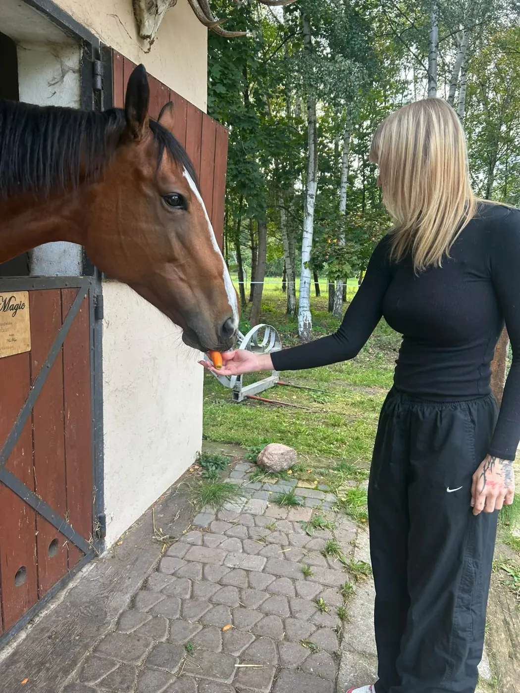 Karmienie konia marchewką przy boksie